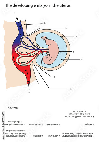 Fully labeled diagram of embryo developing in the uterus