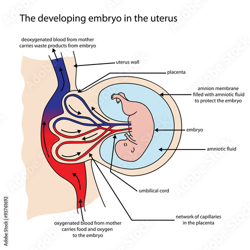 Fully labeled diagram of embryo developing in the uterus