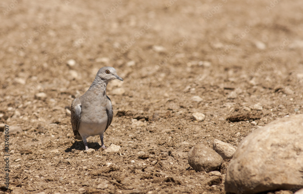 Turtle Dove (Streptopelia turtur) Turtle Dove (Streptopelia turtur)
