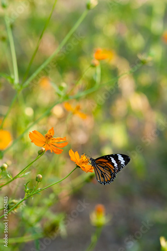 Butterfly and beautiful flower © Teerasak