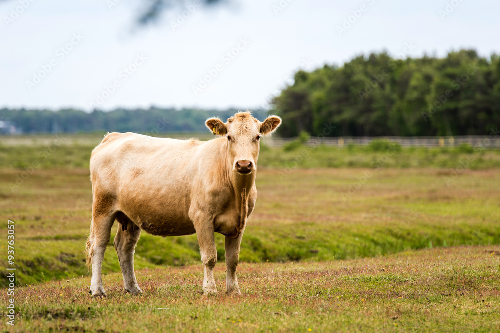 Kühe auf Naturweide Kühe auf Naturweide