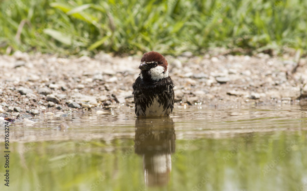 Spannish Sparrow Spannish Sparrow