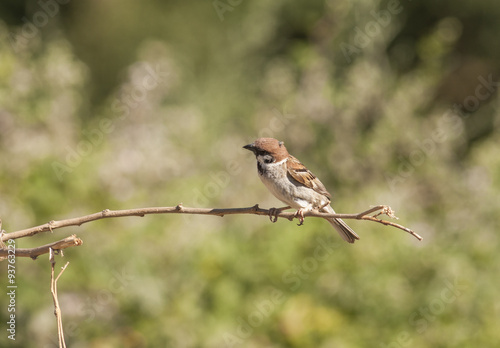 Tree sparrow © georgigerdzhikov