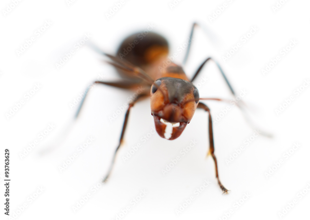 Brown forest ant. Brown forest ant.