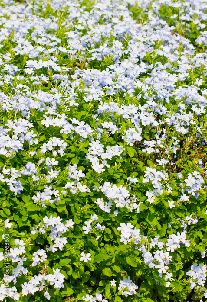 Field of mauve flowers in summer.