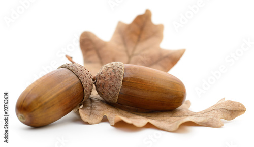Oak acorns with leaf.