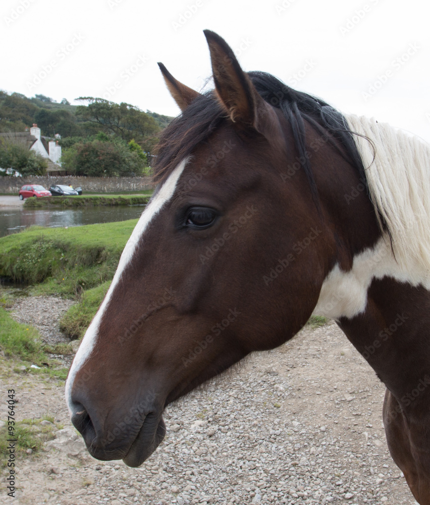 Obraz premium Head of Piebald Dark brown and white Horse 