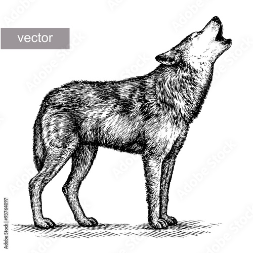engrave wolf illustration