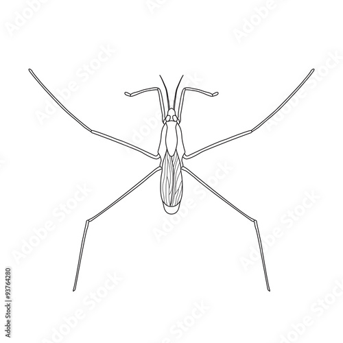 Common water strider. Gerridae. Sketch of water stride. Mite