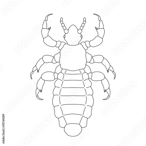 A head  human louse. Pediculus humanus capitis. Sketch of louse