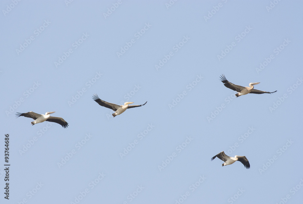 White Pelicans (Pelecanus onocrotalus) White Pelicans (Pelecanus onocrotalus)