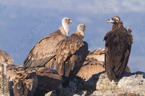 Portrait of griffon and black scavenger vultures