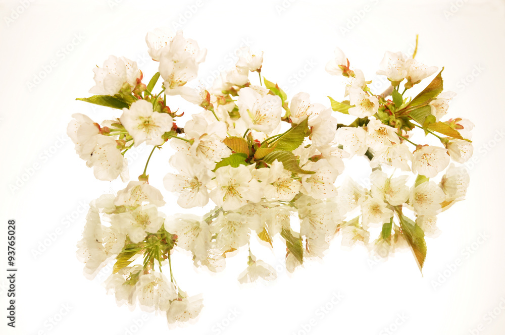 Fototapeta premium Frühlingserwachen