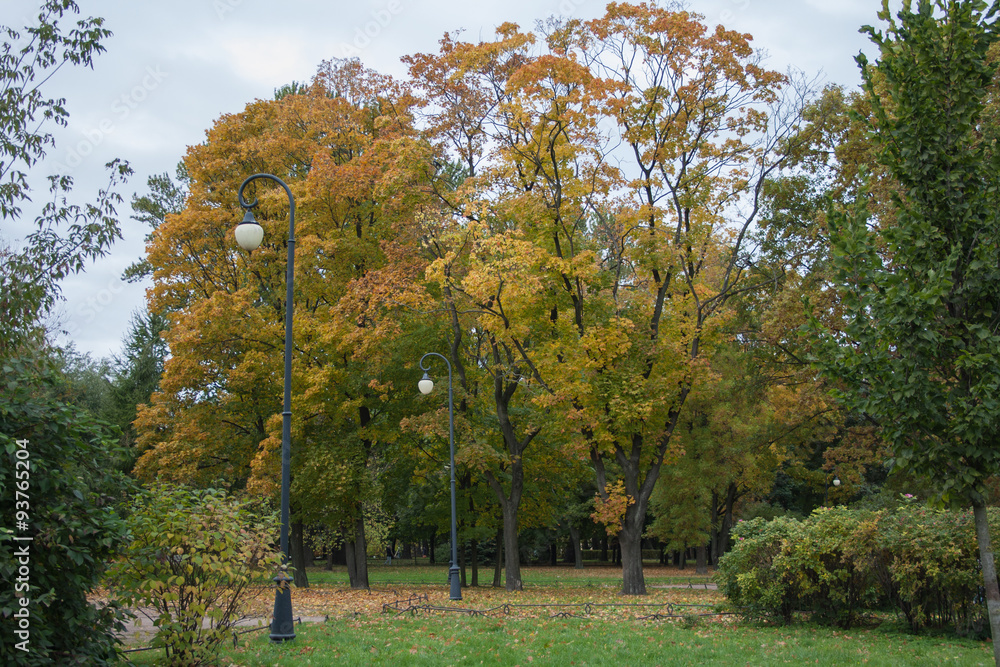 Fototapeta premium Autumn