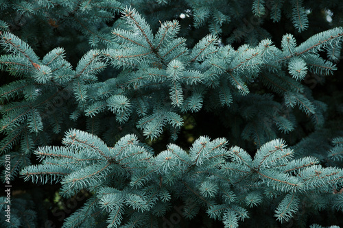 Branches of blue spruce growing