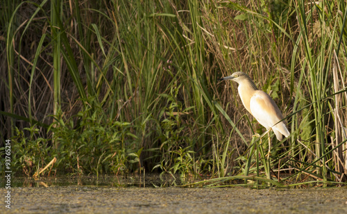 Squacco Herron photo