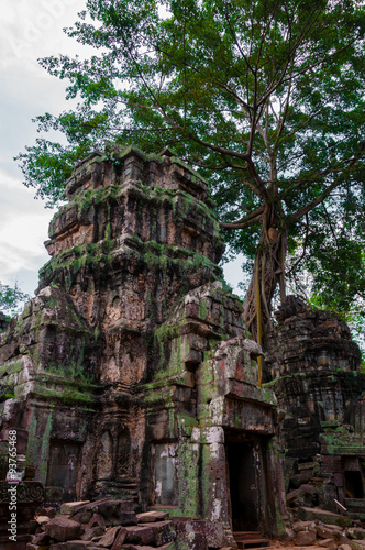 Tree on stone temple Ta Prohm