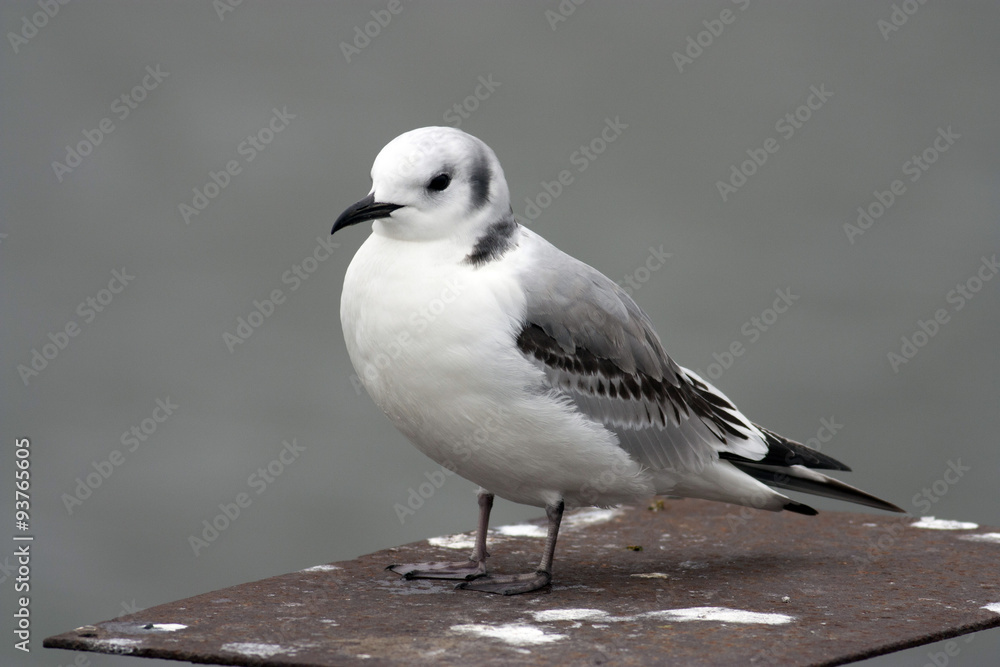 Obraz premium kittiwake