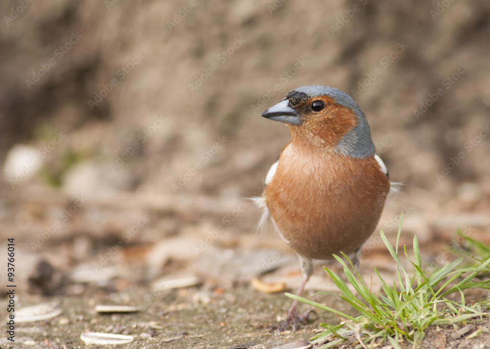 Chaffinch Chaffinch