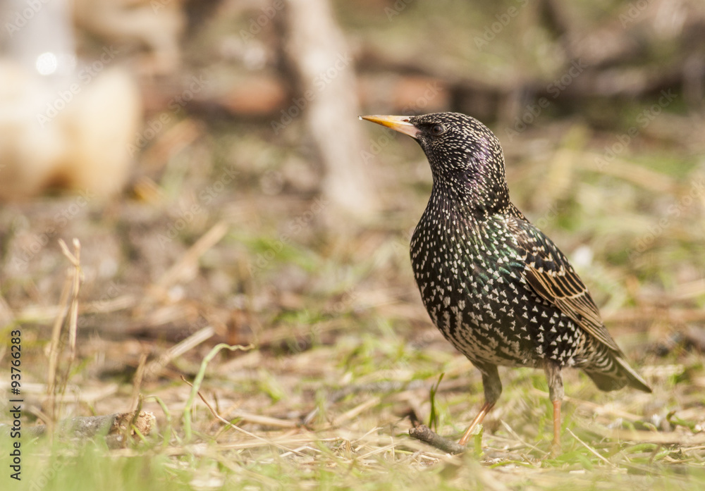 Common Starling Common Starling