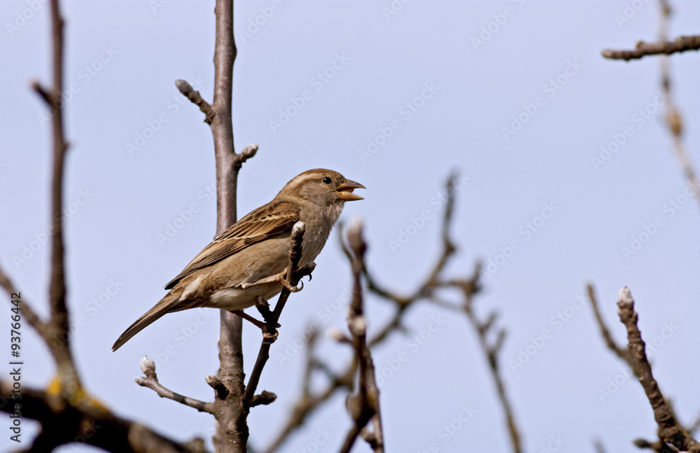 House sparrow (Passer domesticus)