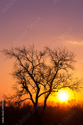 Tree on sunset