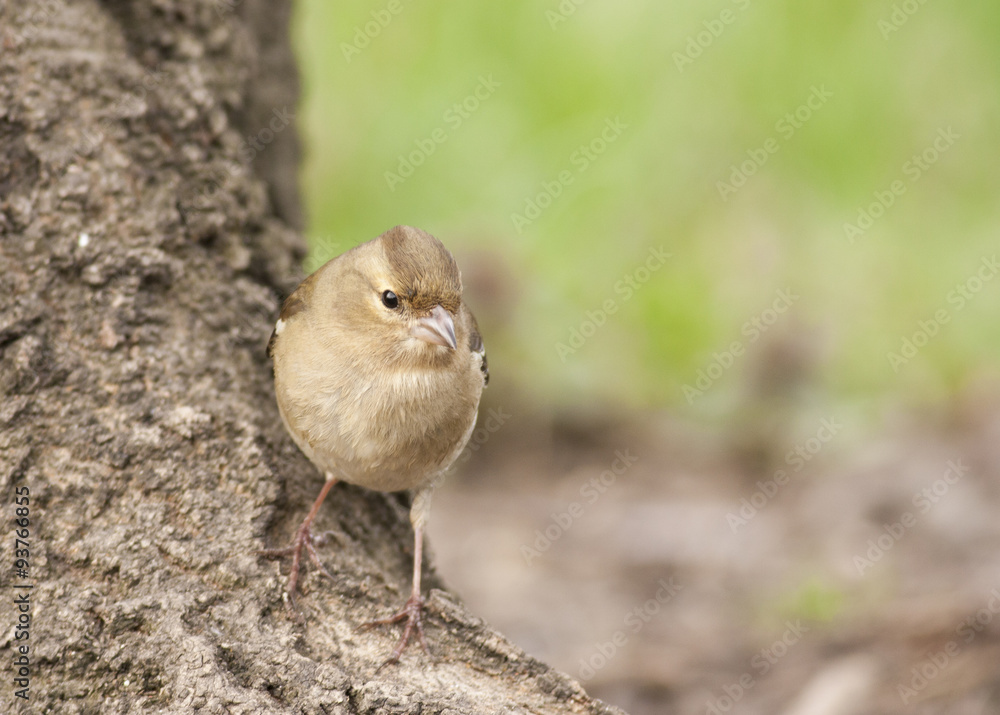 Chaffinch Chaffinch