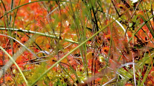 Carnivorous Shine. Colonies of sundew plants on high bog photo