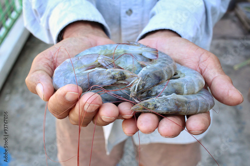 Fresh shrimp on hands