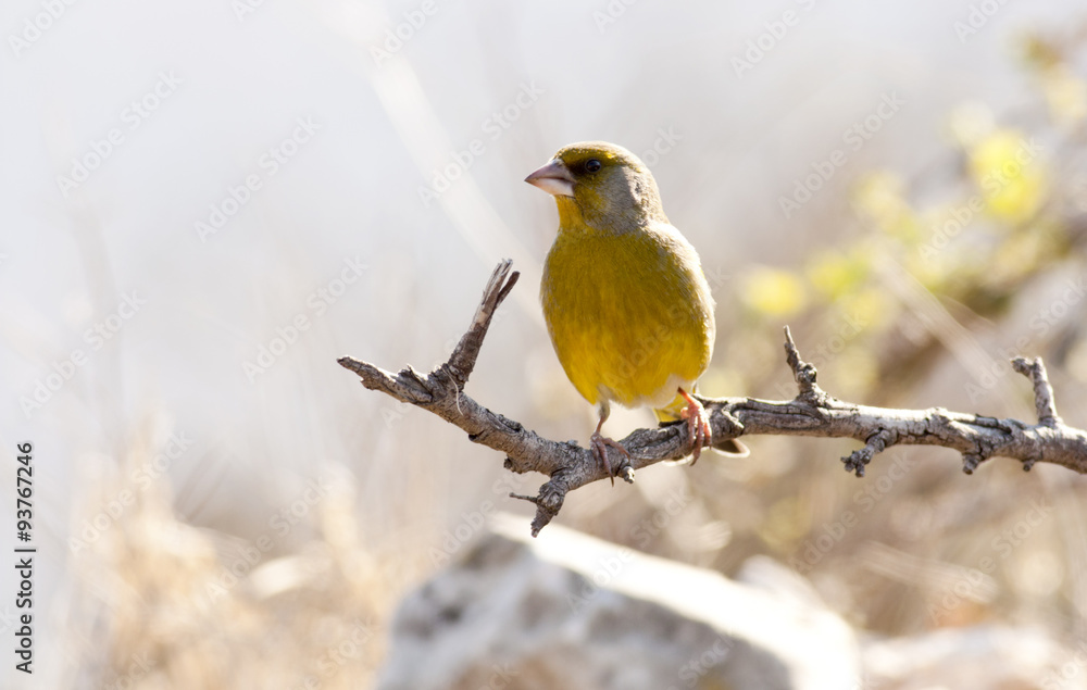 Obraz premium Greenfinch (Carduelis chloris)