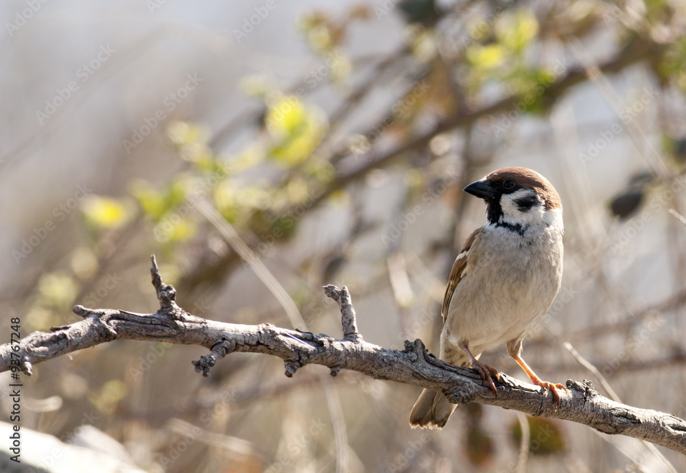 Obraz premium Mazurek