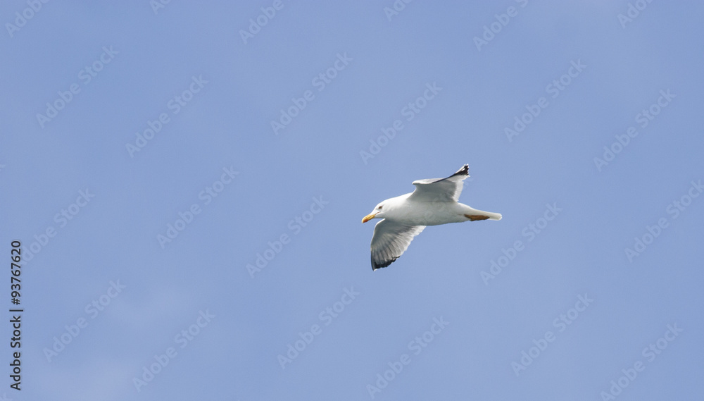 Caspian Gull Caspian Gull