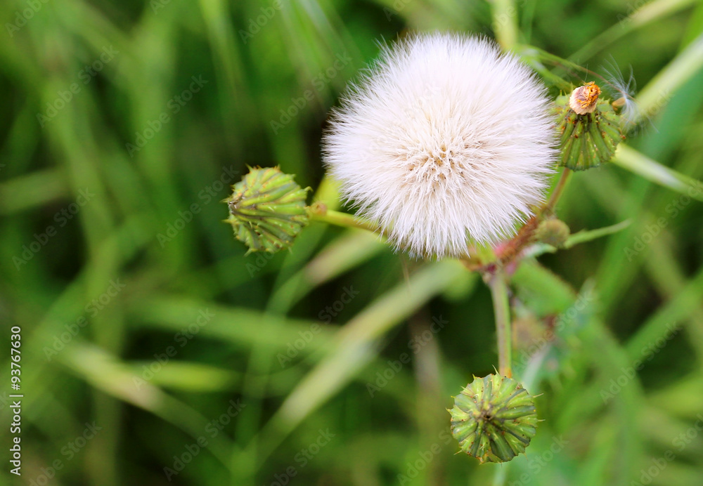 La boule blanche du pissenlit après floraison La boule blanche du pissenlit après floraison