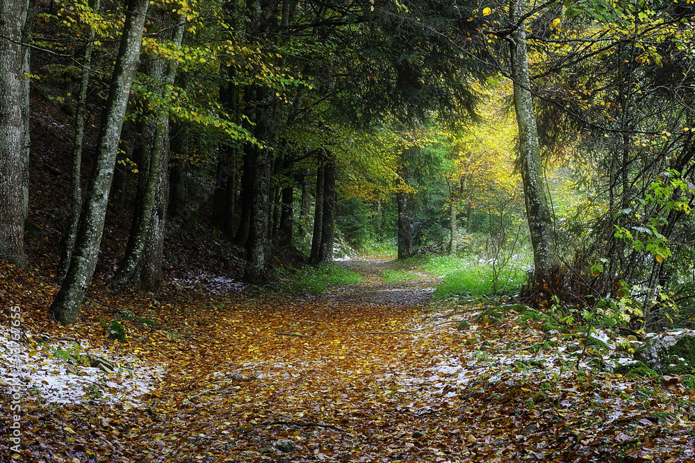 Strada con foglie dell'autunno