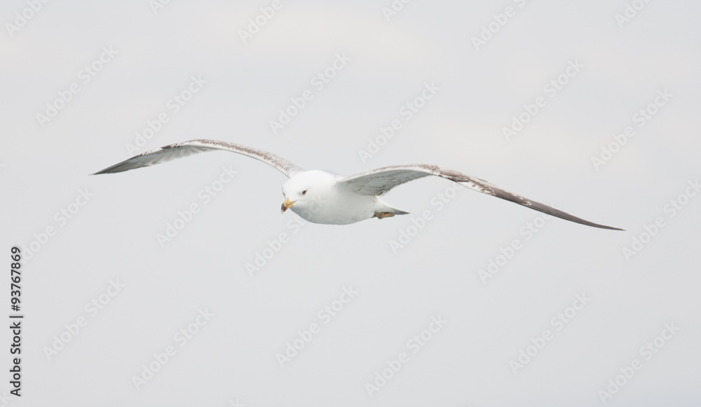 Obraz premium Caspian Gull