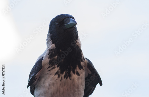 Photography Hooded crow
