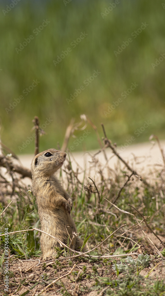 Obraz premium European ground squrrel