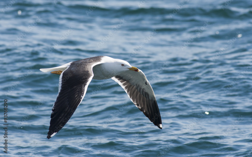 Lesser Black-backed Gull (Larus fuscus) Lesser Black-backed Gull (Larus fuscus)