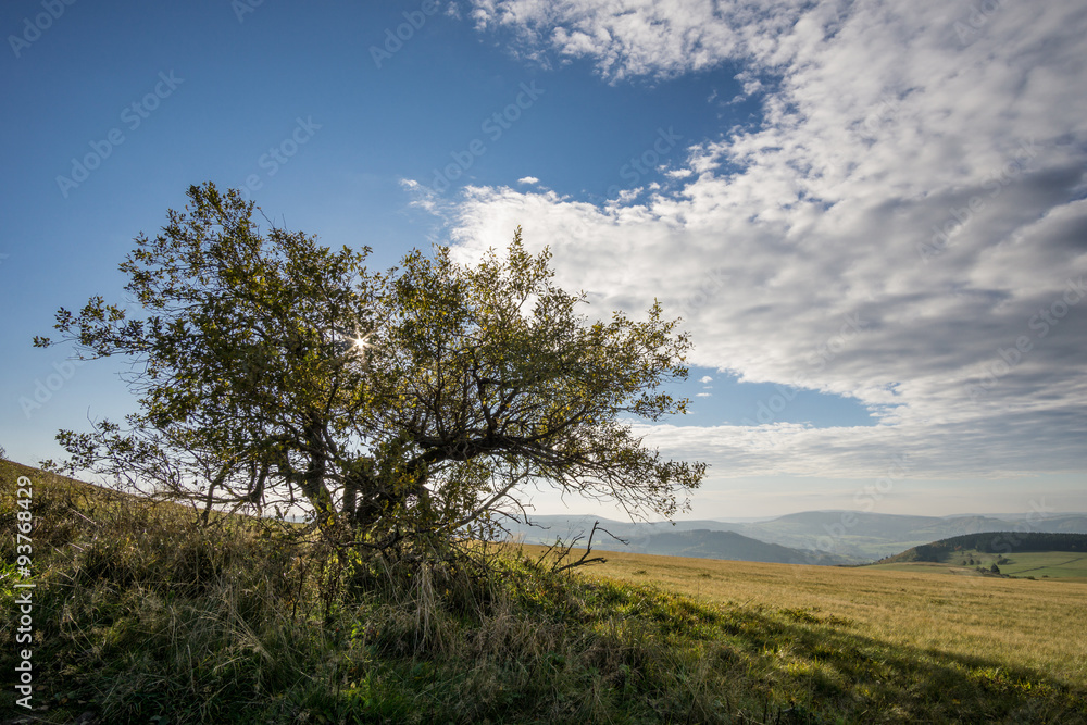Einsamer Baum im Mittelgebirge Einsamer Baum im Mittelgebirge