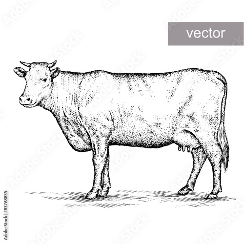 engrave cow illustration
