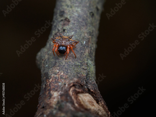 Bermuda Crab Spider/Bermuda Crab Spider