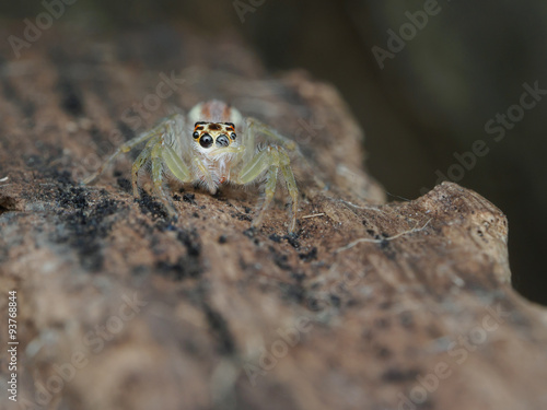 Jumping Spider/Jumping Spider