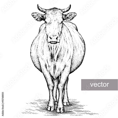 engrave cow illustration