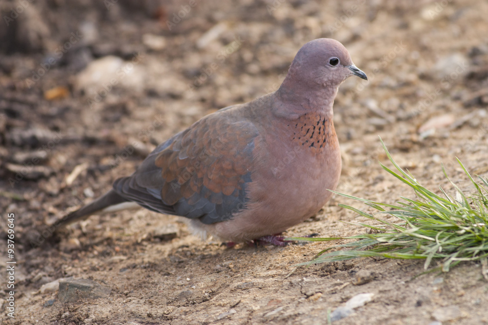 Laughing Dove (Spilopelia senegalensis) Laughing Dove (Spilopelia senegalensis)