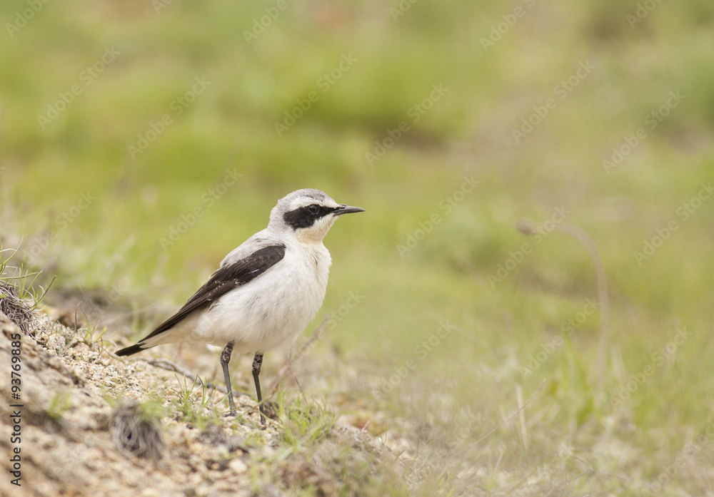 Obraz premium Northern wheatear