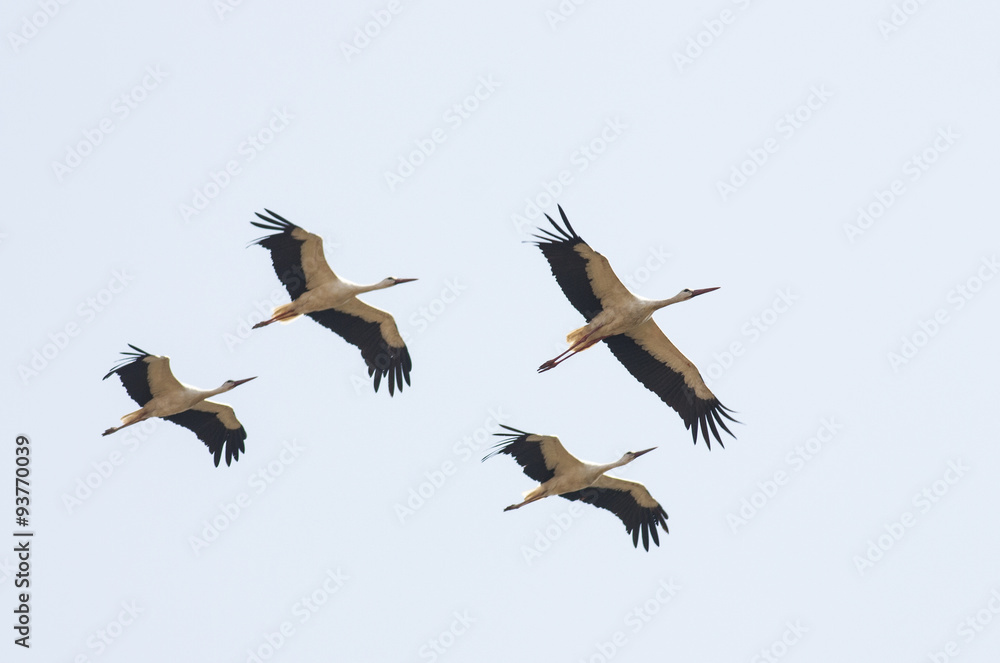 Obraz premium Migrating White Storks