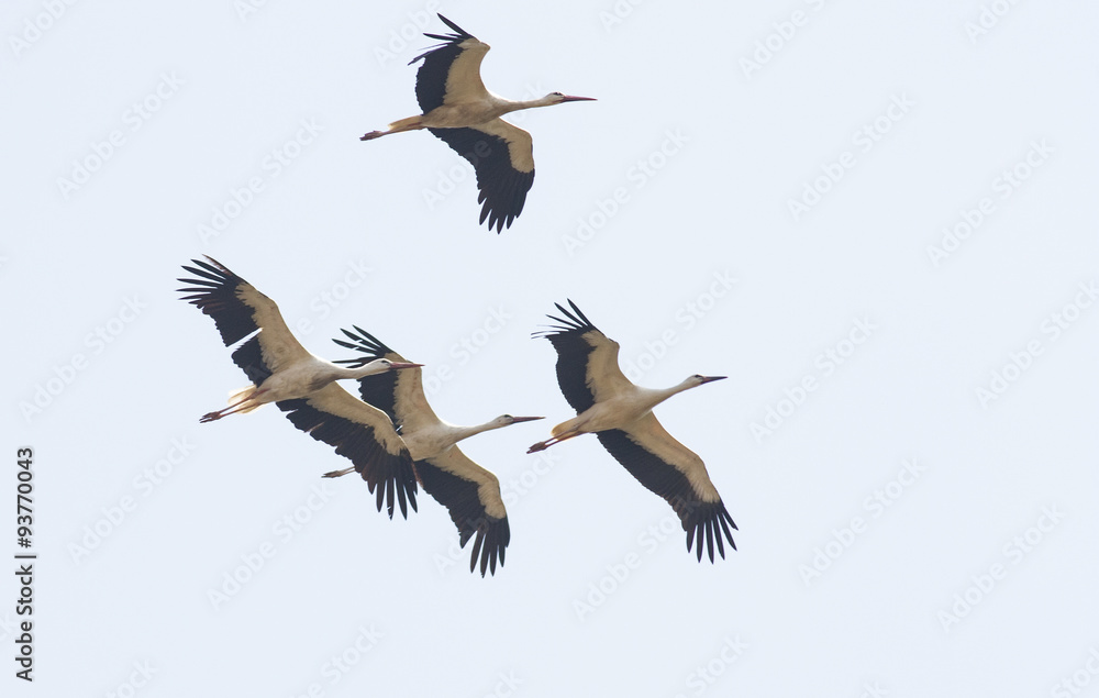 Obraz premium Migrating White Storks