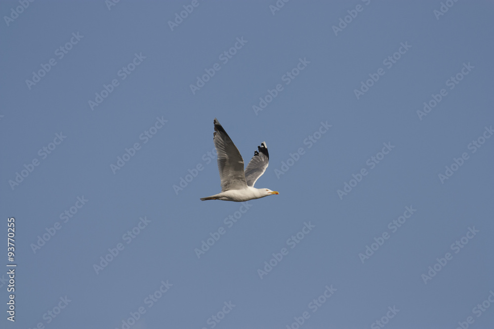 Obraz premium Caspian Gull