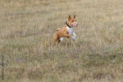 Coursing. Basenji dogs run after a lure. Grassy field. Autumn © krushelss