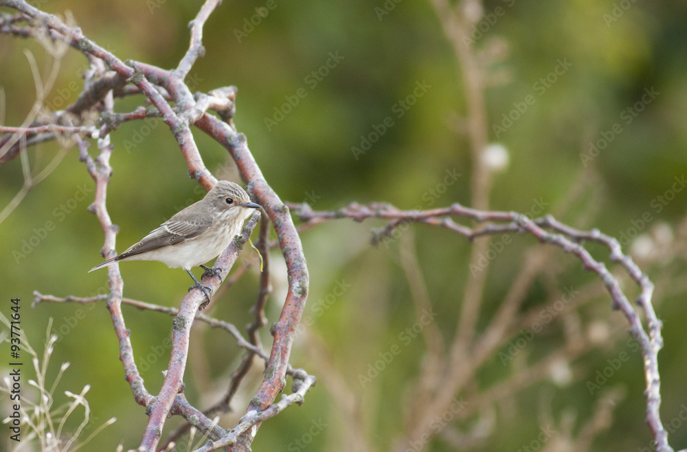 Spotted Flycatcher (Muscicapa striata) Spotted Flycatcher (Muscicapa striata)